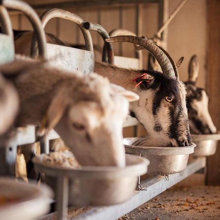 Bed&Breakfast Agroturizam Antunovic Kuna Pelješka Dış mekan fotoğraf