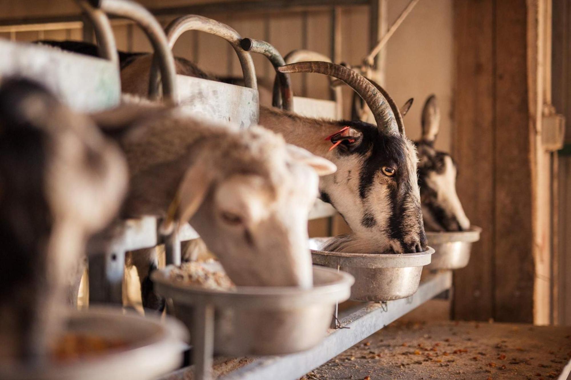 Bed&Breakfast Agroturizam Antunovic Kuna Pelješka Dış mekan fotoğraf